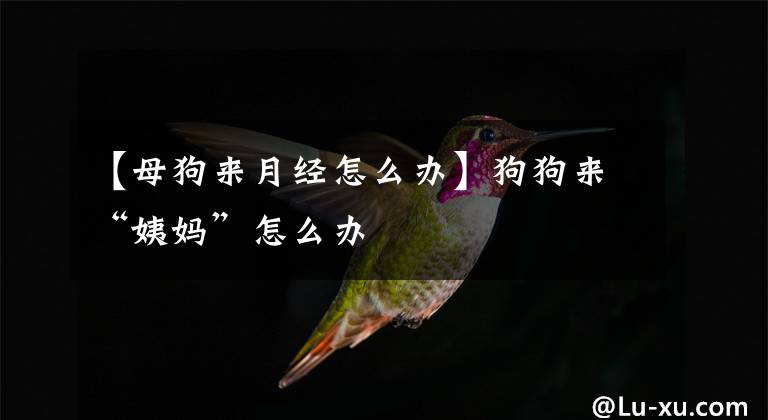 【母狗来月经怎么办】狗狗来“姨妈”怎么办