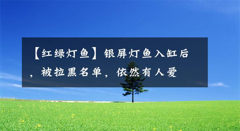 【红绿灯鱼】银屏灯鱼入缸后，被拉黑名单，依然有人爱
