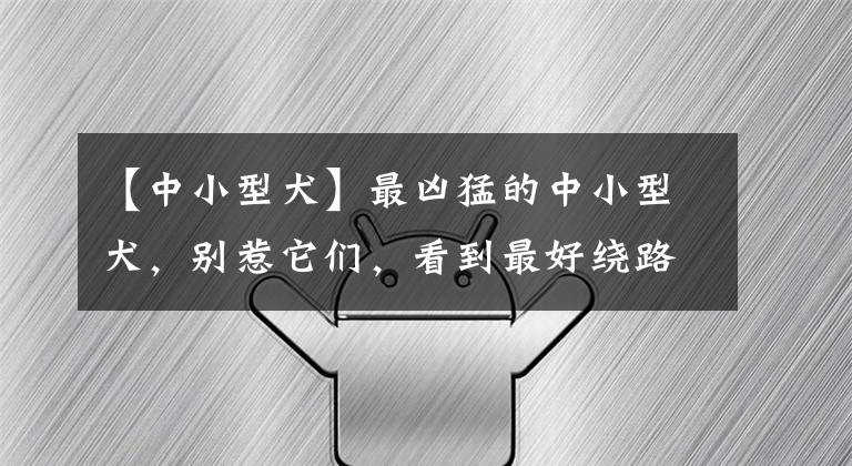 【中小型犬】最凶猛的中小型犬，别惹它们，看到最好绕路走