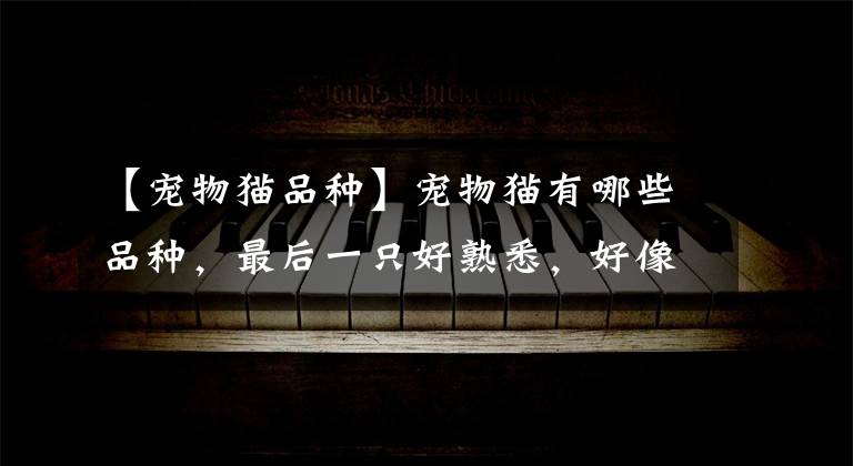 【宠物猫品种】宠物猫有哪些品种，最后一只好熟悉，好像哪里见过？