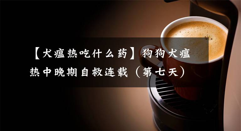 【犬瘟热吃什么药】狗狗犬瘟热中晚期自救连载（第七天）犬瘟热多少天算是过了危险期