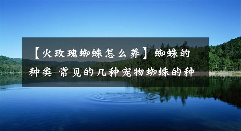 【火玫瑰蜘蛛怎么养】蜘蛛的种类 常见的几种宠物蜘蛛的种类