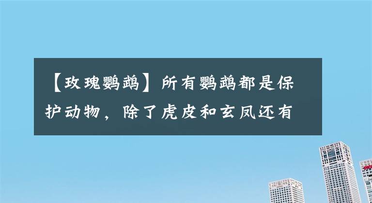 【玫瑰鹦鹉】所有鹦鹉都是保护动物，除了虎皮和玄凤还有什么鹦鹉能养？