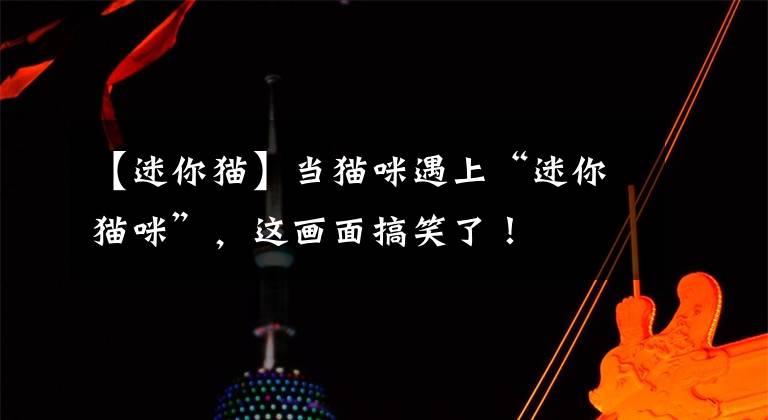 【迷你猫】当猫咪遇上“迷你猫咪”,这画面搞笑了!