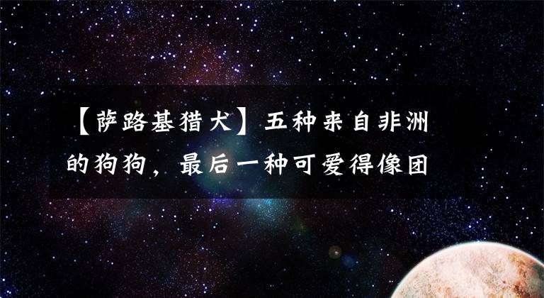 【萨路基猎犬】五种来自非洲的狗狗，最后一种可爱得像团毛球，知名度却很低