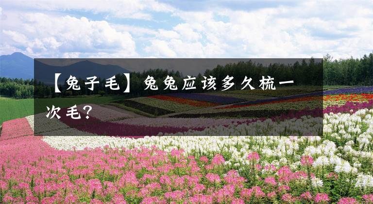 【兔子毛】兔兔应该多久梳一次毛？