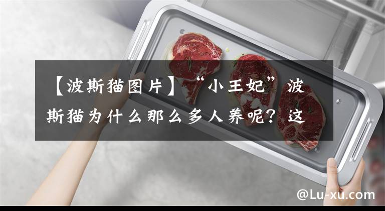 【波斯猫图片】“小王妃”波斯猫为什么那么多人养呢?这些优势,我无法反驳