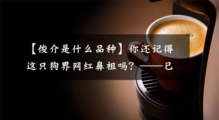 【俊介是什么品种】你还记得这只狗界网红鼻祖吗？——已回到汪星球的汪星人俊介