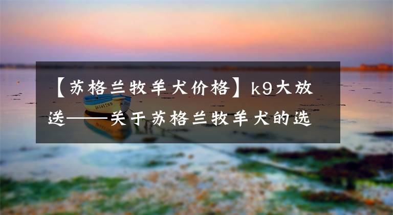 【苏格兰牧羊犬价格】k9大放送——关于苏格兰牧羊犬的选购技巧