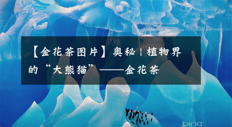 【金花茶图片】奥秘 | 植物界的“大熊猫”——金花茶