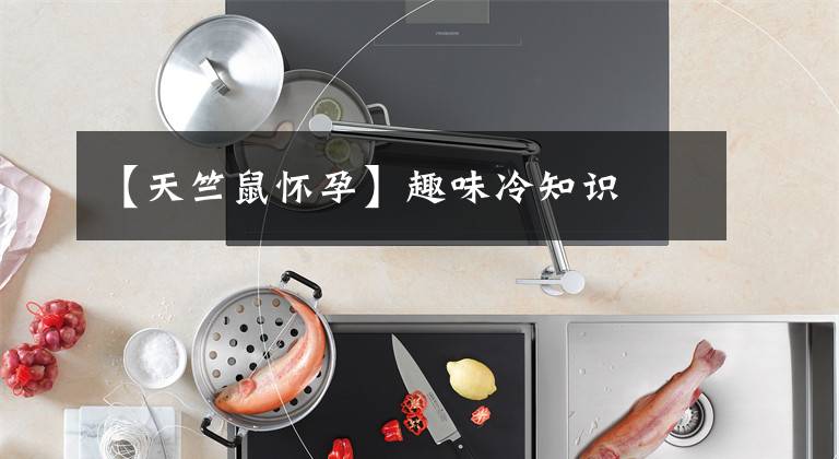 【天竺鼠怀孕】趣味冷知识