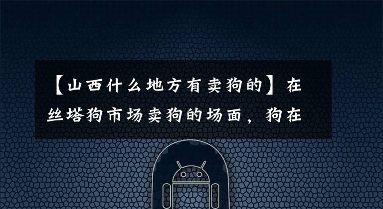 【山西什么地方有卖狗的】在丝塔狗市场卖狗的场面，狗在寒风中冻得瑟瑟发抖