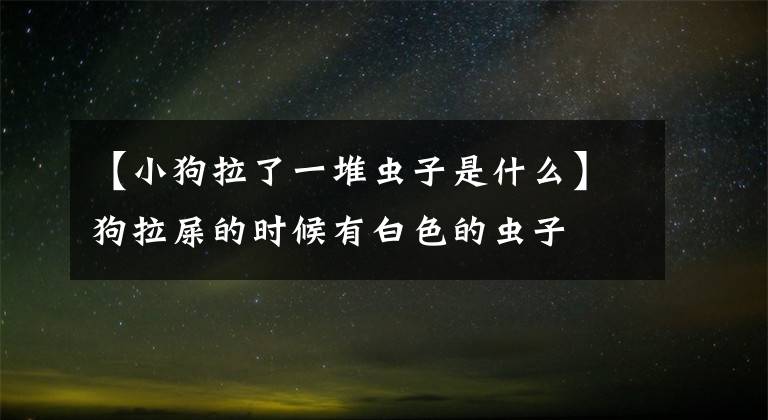 【小狗拉了一堆虫子是什么】狗拉屎的时候有白色的虫子