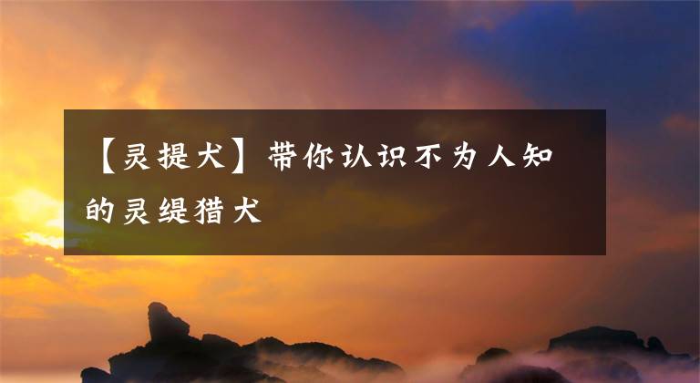 【灵提犬】带你认识不为人知的灵缇猎犬