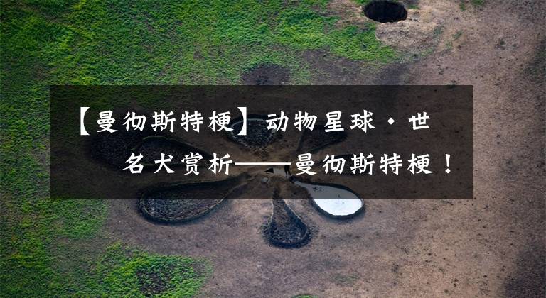 【曼彻斯特梗】动物星球·世界名犬赏析——曼彻斯特梗!