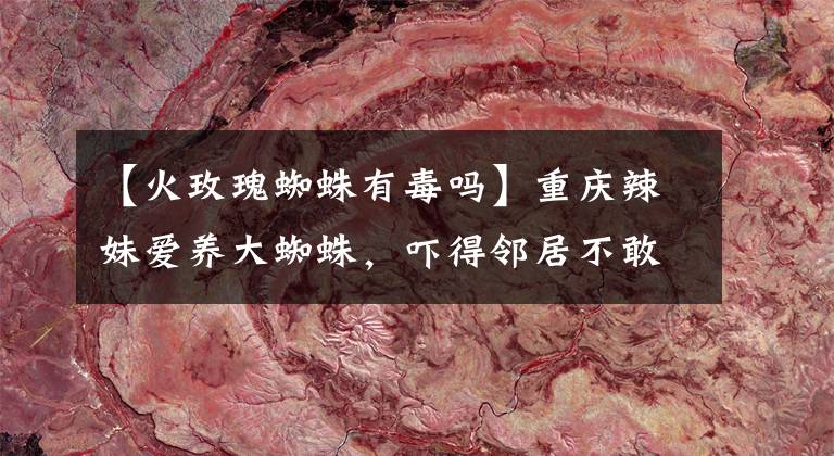 【火玫瑰蜘蛛有毒吗】重庆辣妹爱养大蜘蛛，吓得邻居不敢来串门