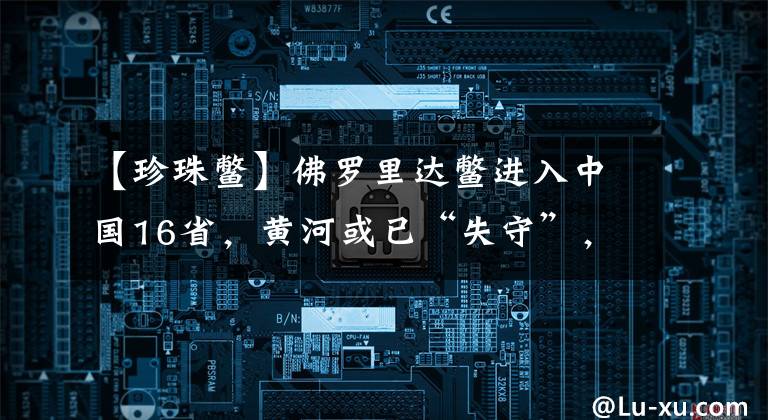 【珍珠鳖】佛罗里达鳖进入中国16省,黄河或已“失守”,会在野外泛滥吗?