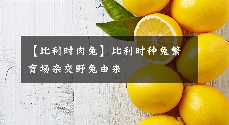 【比利时肉兔】比利时种兔繁育场杂交野兔由来