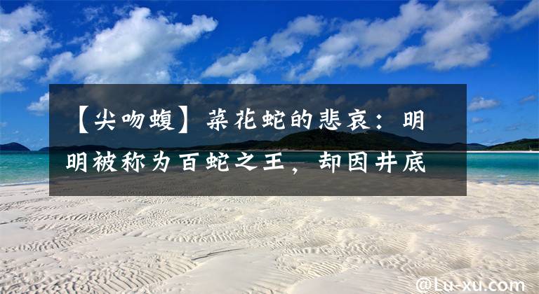 【尖吻蝮】菜花蛇的悲哀：明明被称为百蛇之王，却因井底之蛙的眼界沦为笑柄