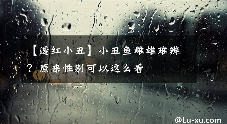 【透红小丑】小丑鱼雌雄难辨？原来性别可以这么看