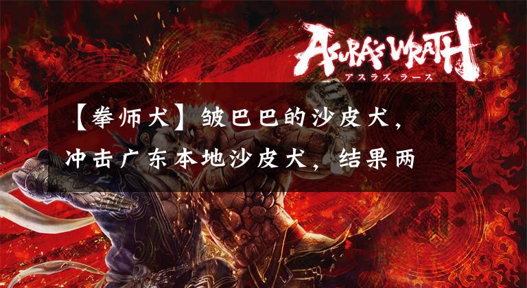 【拳师犬】皱巴巴的沙皮犬，冲击广东本地沙皮犬，结果两种狗狗一起衰落