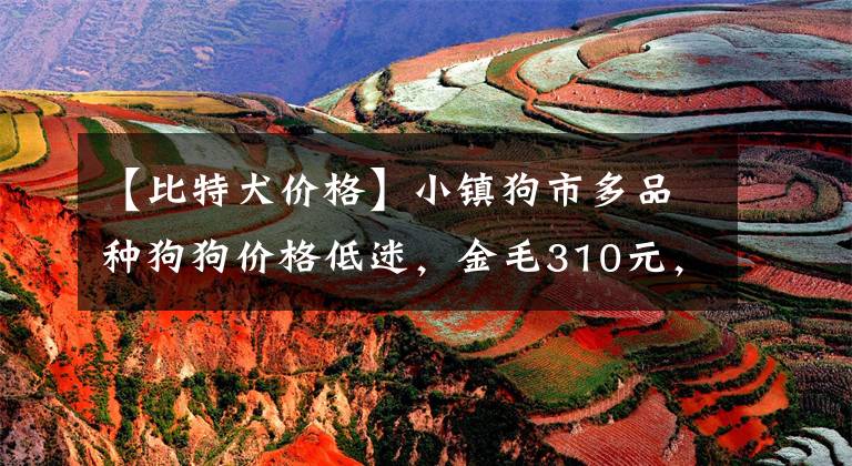 【比特犬价格】小镇狗市多品种狗狗价格低迷，金毛310元，斑点520元