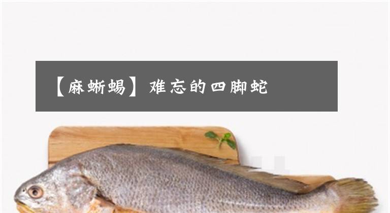 【麻蜥蜴】难忘的四脚蛇