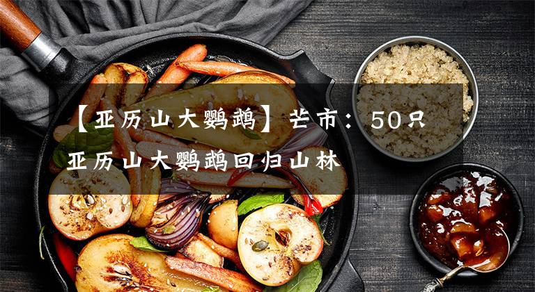 【亚历山大鹦鹉】芒市：50只亚历山大鹦鹉回归山林