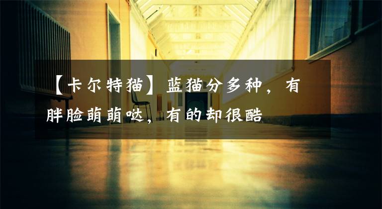 【卡尔特猫】蓝猫分多种，有胖脸萌萌哒，有的却很酷