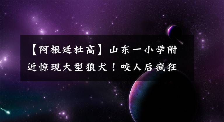 【阿根廷杜高】山东一小学附近惊现大型狼犬！咬人后疯狂乱窜！城里能养烈性犬吗