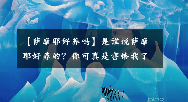 【萨摩耶好养吗】是谁说萨摩耶好养的?你可真是害惨我了