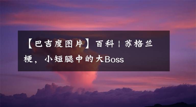 【巴吉度图片】百科 | 苏格兰梗,小短腿中的大Boss
