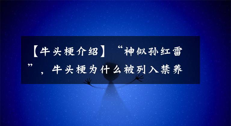 【牛头梗介绍】“神似孙红雷”，牛头梗为什么被列入禁养宠物名单？
