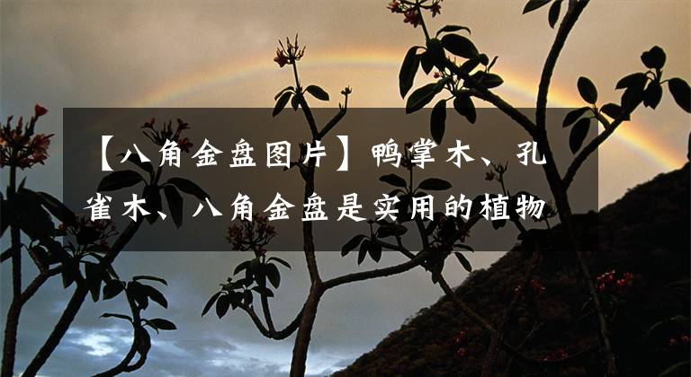 【八角金盘图片】鸭掌木、孔雀木、八角金盘是实用的植物,功能各异,你知道哪些?