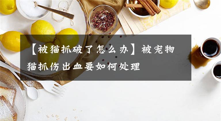 【被猫抓破了怎么办】被宠物猫抓伤出血要如何处理