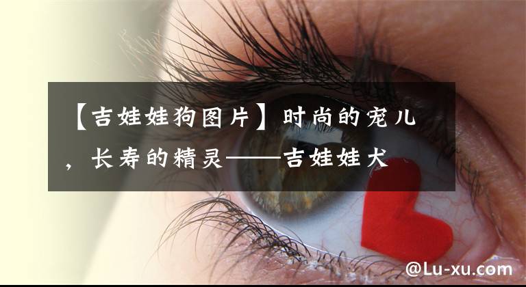 【吉娃娃狗图片】时尚的宠儿,长寿的精灵——吉娃娃犬