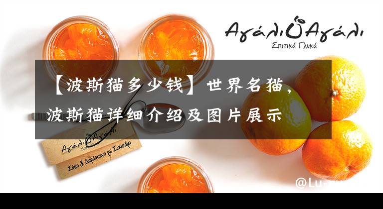 【波斯猫多少钱】世界名猫,波斯猫详细介绍及图片展示