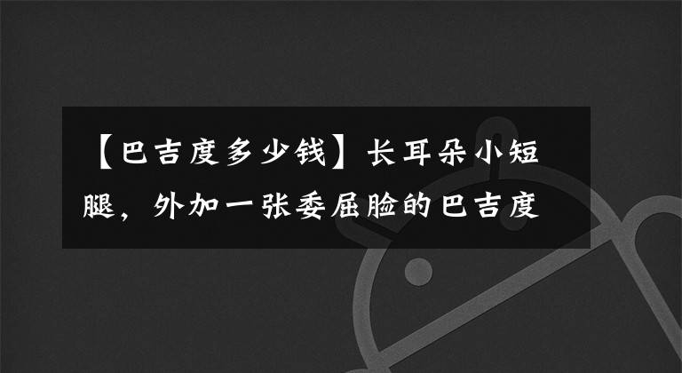 【巴吉度多少钱】长耳朵小短腿，外加一张委屈脸的巴吉度