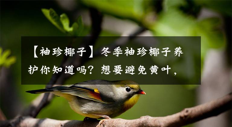 【袖珍椰子】冬季袖珍椰子养护你知道吗?想要避免黄叶,这几点很重要