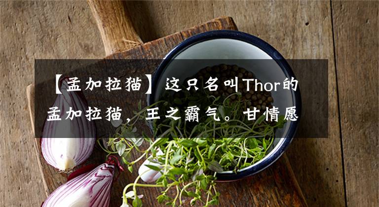 【孟加拉猫】这只名叫Thor的孟加拉猫,王之霸气。甘情愿想为它铲屎