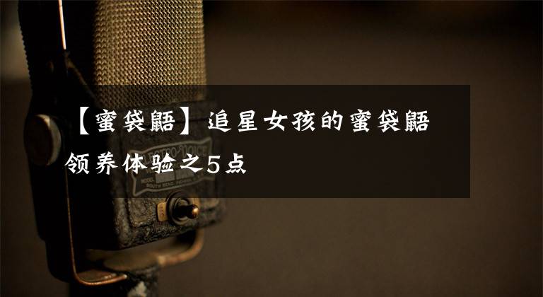 【蜜袋鼯】追星女孩的蜜袋鼯领养体验之5点
