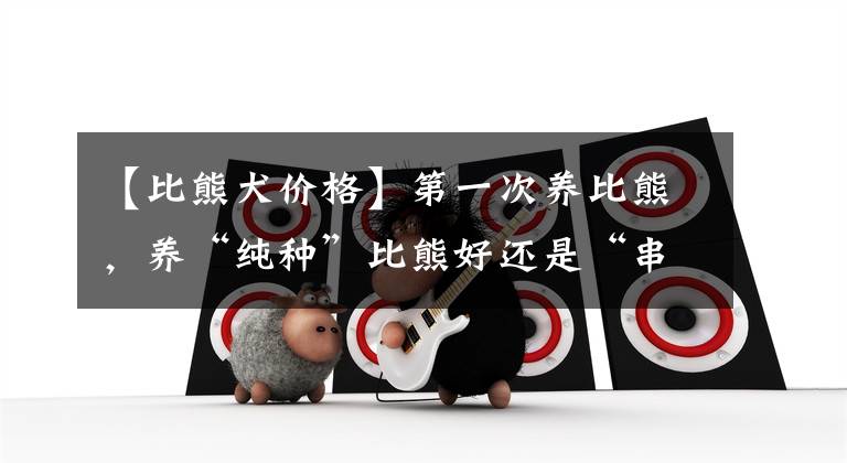 【比熊犬价格】第一次养比熊，养“纯种”比熊好还是“串串”比熊好？