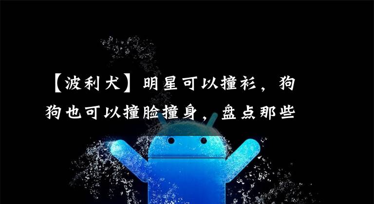 【波利犬】明星可以撞衫，狗狗也可以撞脸撞身，盘点那些傻傻分不清楚的狗狗