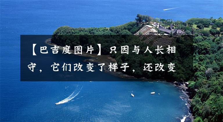 【巴吉度图片】只因与人长相守，它们改变了样子，还改变了脑子/转发