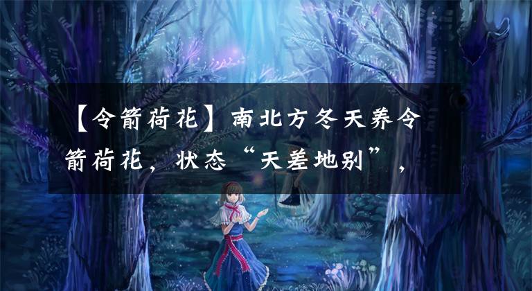 【令箭荷花】南北方冬天养令箭荷花，状态“天差地别”，原因就在于这4点