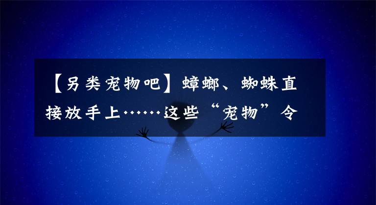 【另类宠物吧】蟑螂、蜘蛛直接放手上……这些“宠物”令人头皮发麻