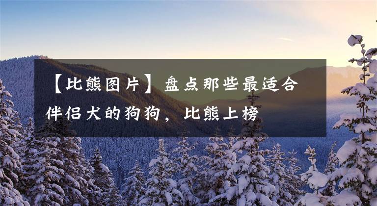 【比熊图片】盘点那些最适合伴侣犬的狗狗,比熊上榜
