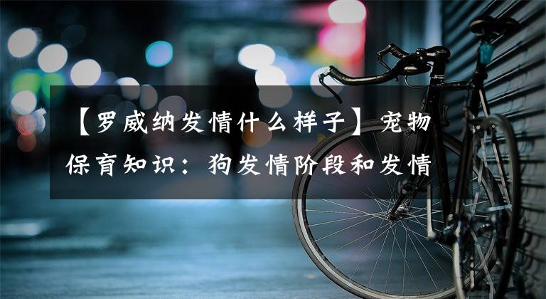 【罗威纳发情什么样子】宠物保育知识：狗发情阶段和发情症状