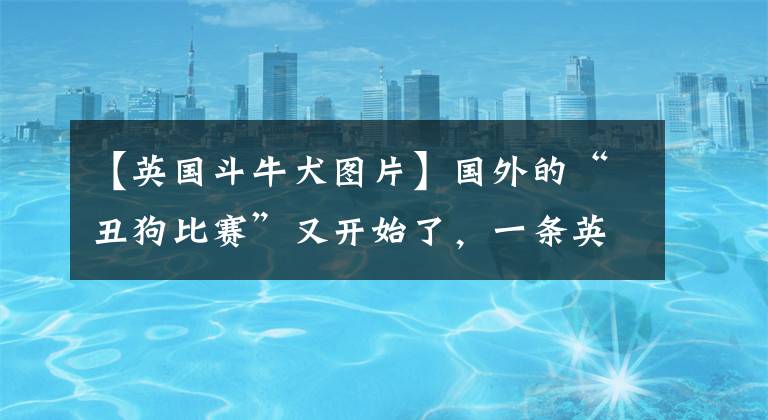 【英国斗牛犬图片】国外的“丑狗比赛”又开始了，一条英国斗牛犬摘得了“殊荣”