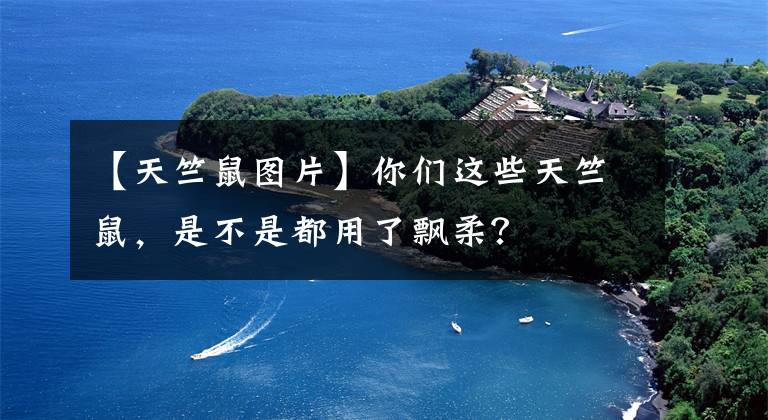 【天竺鼠图片】你们这些天竺鼠，是不是都用了飘柔？